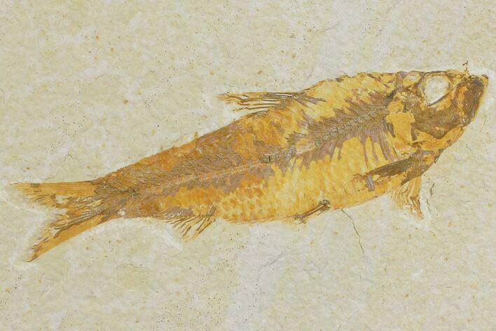 Detailed Fossil Fish (Knightia) - Wyoming #176415